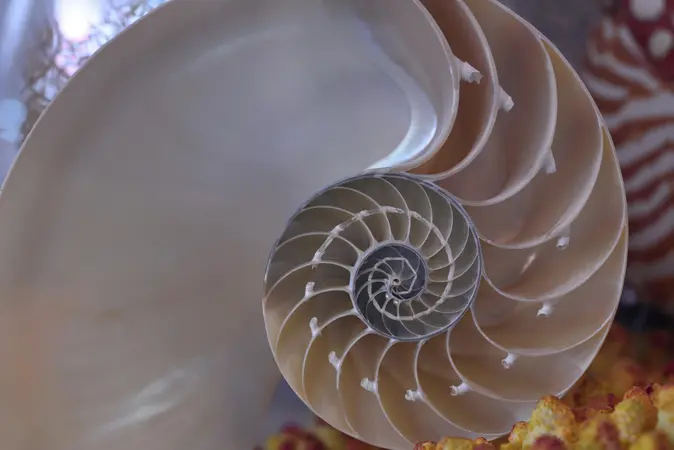Image showing the Fibonacci sequence and how Fibonacci ratios like 61.8% and 38.2% are derived from it.